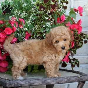 Kiwi, Bich-Poo Puppy